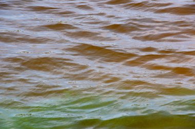 Dinyeper Nehri 'nin arka planında. Sonbaharda batan güneşin ışınlarında nehir suyu. Yeşil-sarı su. Nehir suyunun doğal rengi.