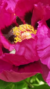 Bal arısı şakayık çiçeklerini tozlaştırır. Arılar ilkbaharda nektar formunda şakayık toplarlar. Arı iş başında.