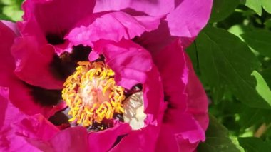 Bal arısı şakayık çiçeklerini tozlaştırır. Arılar ilkbaharda nektar formunda şakayık toplarlar. Arı iş başında.