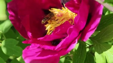 Bal arısı şakayık çiçeklerini tozlaştırır. Arılar ilkbaharda nektar formunda şakayık toplarlar. Arı iş başında.