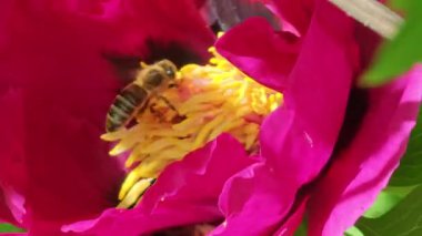 Bal arısı şakayık çiçeklerini tozlaştırır. Arılar ilkbaharda nektar formunda şakayık toplarlar. Arı iş başında.