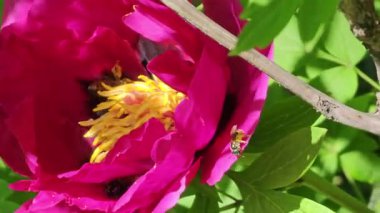 Bal arısı şakayık çiçeklerini tozlaştırır. Arılar ilkbaharda nektar formunda şakayık toplarlar. Arı iş başında.