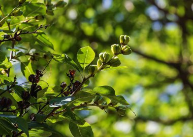 Baharda bahçede taze yeşil yapraklar ve Exochorda korolkowii tomurcukları. Exochorda racemosa bir çalı gülü..