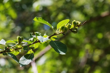Baharda bahçede taze yeşil yapraklar ve Exochorda korolkowii tomurcukları. Exochorda racemosa bir çalı gülü..