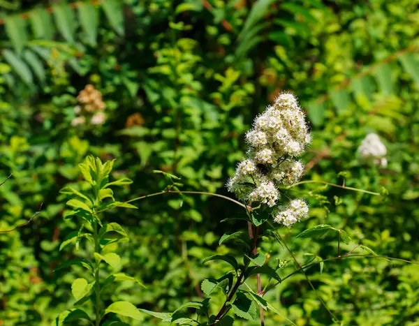 Söğüt yapraklı spirea lat. Spiraea salicifolia. Yeşil yaprakların arka planına karşı spirea yeşilliğinin tomurcuklanması yakın plan..