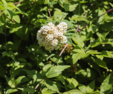 Söğüt yapraklı spirea lat. Spiraea salicifolia. Yeşil yaprakların arka planına karşı spirea yeşilliğinin tomurcuklanması yakın plan.
