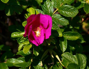 Güzel tomurcuklanan tomurcuk ya da Rosa Rugosa 'nın yakın çekimi..