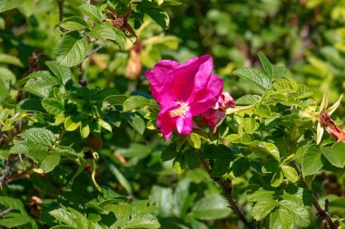 Güzel tomurcuklanan tomurcuk ya da Rosa Rugosa 'nın cilveli görüntüsü.