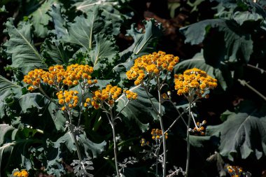 Senecio Cineraria ya da Jacobaea maritima, bahçe tasarımında gümüşten ragwort süsleme bitkisi