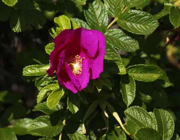 Güzel tomurcuklanan tomurcuk ya da Rosa Rugosa 'nın yakın çekimi..