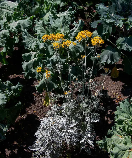 Senecio Cineraria ya da Jacobaea maritima, bahçe tasarımında gümüş ragwort süsleme bitkisi, tozlu değirmenci.