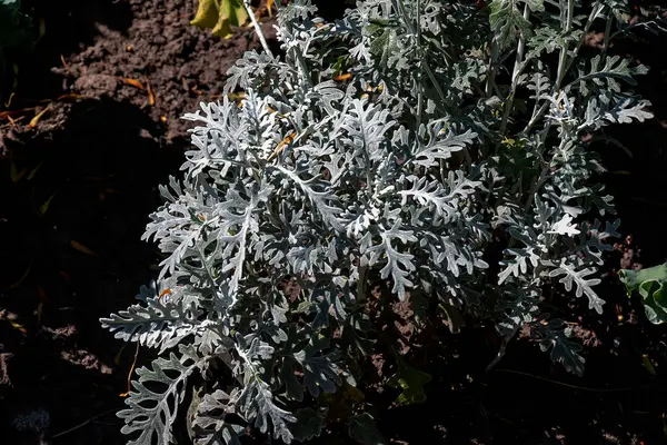 Senecio Cineraria ya da Jacobaea maritima, bahçe tasarımında gümüş ragwort süsleme bitkisi, tozlu değirmenci.