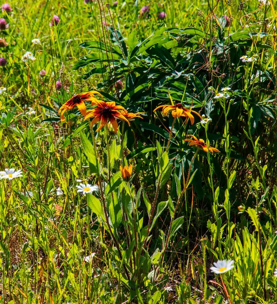 Bahçede kırmızı çiçekli, yeşil yapraklı güzel sarı rudbeckia..