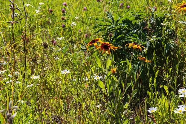 Bahçede kırmızı çiçekli, yeşil yapraklı güzel sarı rudbeckia..