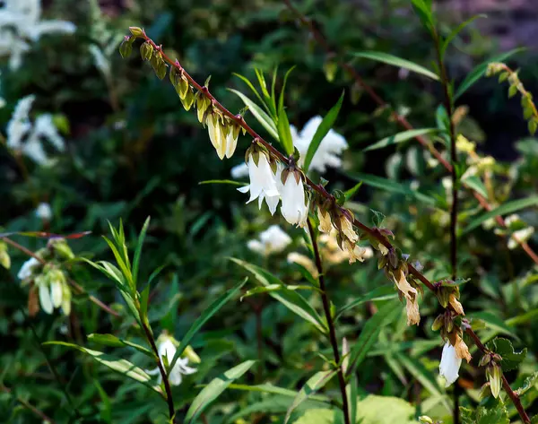 Campanula pontata Düğün Çanları, benekli çan çiçekleri beyaz çiçeklerle