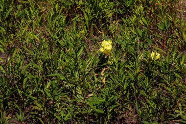 Oenothera makrocarpa Bahçede narin sarı çiçekli daimi süs bitkisi