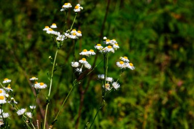 Erigeron Annuus yıllık pire, papatya pire, ya da papatya pire, papatya ailesi..