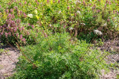 Doğu pasqulower çiçekleri ve tohumları bahçede.