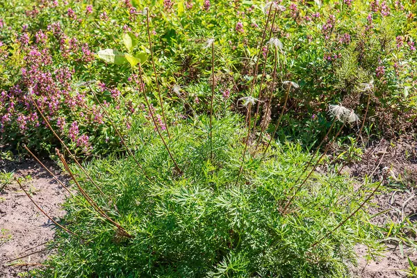 Doğu pasqulower çiçekleri ve tohumları bahçede.