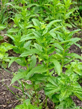 Taze organik nane. Mentha piperita. Yemek, ilaç ve kozmetik ürünlerinde kullanılır..