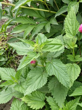 Yumuşak yeşil yapraklı ısırgan otu. Yeraltında büyüyen Urtica bitki arka planı.