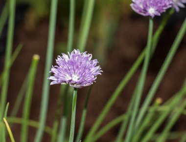 Allium soğanı, ilkbaharda yoğun mor umbellerden oluşan küçük topları olan güzel bir çiçek bahçesidir. Bahçedeki renkli çiçek arkaplanı, yakın plan.