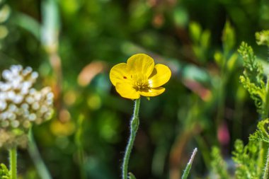 Meadow Buttercup Ranunculus akrisinin yakın plan görüntüsü. Makrodaki sarı çiçek