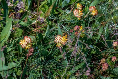 Anthyllis savunmasızlığı. Pulcella, Fabaceae. Vahşi tıbbi bitki. Bir astringan olarak halk tıbbında.