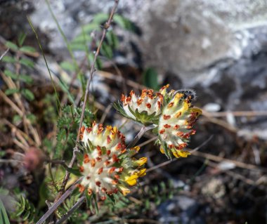 Anthyllis 'in zayıf noktası. pulchella, Fabaceae. Halk tıbbında kullanılan vahşi bir şifalı bitki..