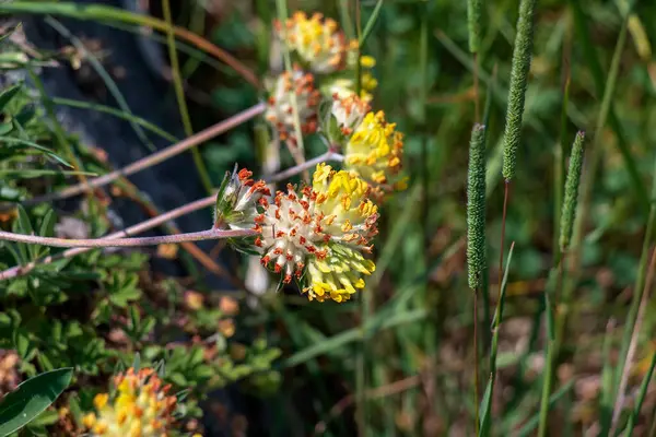 Anthyllis savunmasızlığı yazın doğada büyür.