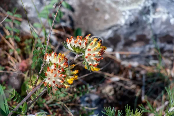 Anthyllis 'in zayıf noktası. pulchella, Fabaceae. Halk tıbbında kullanılan vahşi bir şifalı bitki..