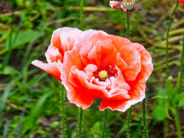 Latin papaver somniferum, haşhaş tarlasında afyon çiçekleri açmanın ayrıntıları
