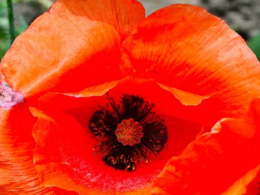 Ayrıntılar: Çiçek açan papaver somniferum L kırmızı haşhaş. Çiçek. Yakın plan. Arkaplan.