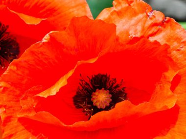 Papaver somniferum L kırmızı haşhaş yakın çekim. Çiçek. Detaylar çiçek açıyor. Arkaplan.