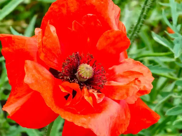 Papaver somniferum L kırmızı haşhaş. Çiçek. Detaylar Çiçek açıyor. Arkaplan.