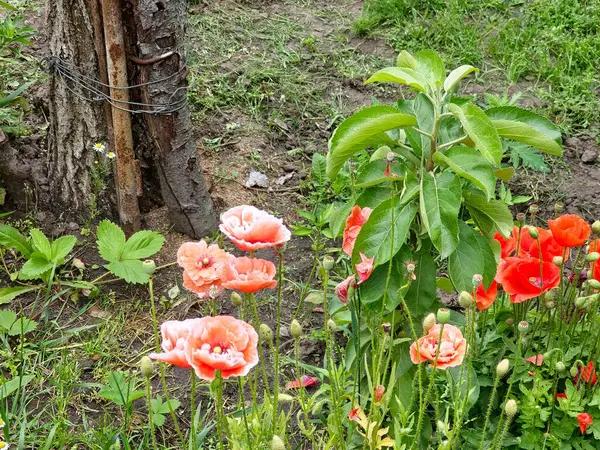 Çok renkli gelincik çiçekleri. Kırmızı ve pembe çiçekler. Yeşil gelincikler