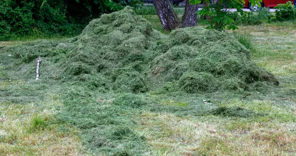 Bir tarlada taze kesilmiş çimen yığını.