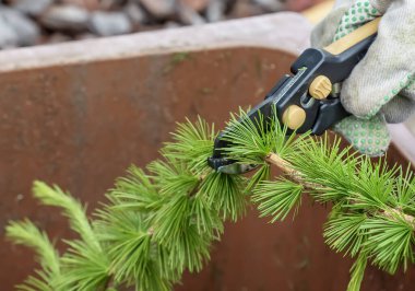 Eldiven giymiş insan elleri, Avrupa tarlakuşunun budanmış dallarını öğütüyor ve bir konteynırda budama makası bulunuyor..