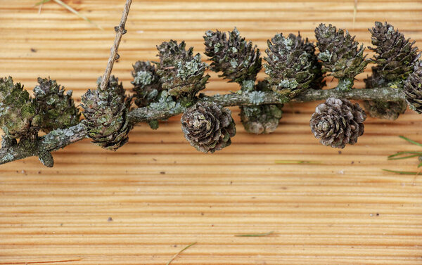 Старая ветвь европейской лиственницы с лишайником на деревянном фоне.