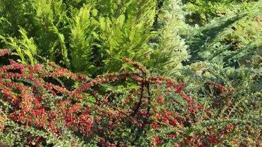 Cotoneaster 'ın yeşil yapraklı kırmızı meyveleri. Sonbahar, Ekim