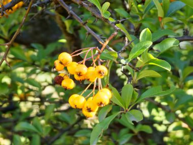 Pyracantha coccinea, sonbahar çalıları ve yeşil yaprakların üzerinde asılı parlak turuncu meyvelerle süslenmiş bir çalıdır..