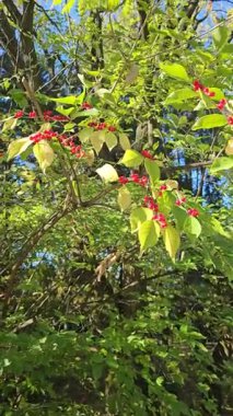 Sonbaharda yeşil bir dalda kırmızı böğürtlen. Lonicera maackii