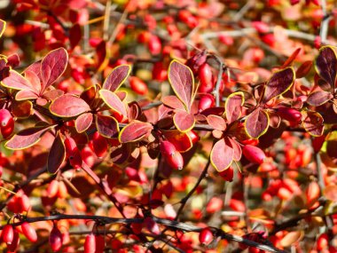 Berberis thunbergii, Berberidae familyasından Japonya ve Doğu Asya 'da yetişen Berberidaceae familyasına ait bir çiçektir..