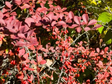 Berberis thunbergii, Berberidae familyasından Japonya ve Doğu Asya 'ya özgü Berberidaceae familyasından bir çiçek bitkisidir..