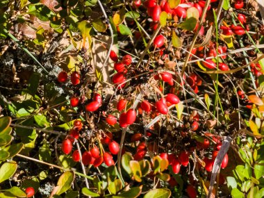 Berberis thunbergii, Berberidae familyasından Japonya ve Doğu Asya 'ya özgü Berberidaceae familyasından bir çiçek bitkisidir..