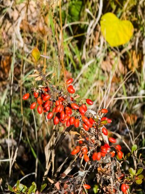 Berberis thunbergii, Berberidae familyasından Japonya ve Doğu Asya 'ya özgü Berberidaceae familyasından bir çiçek bitkisidir..