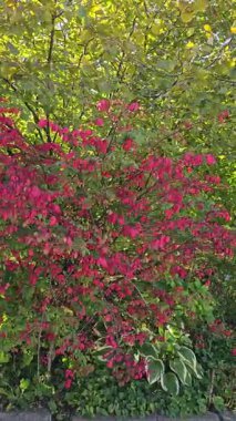 Berberis thunbergii, Berberidae familyasından Japonya ve Doğu Asya 'da yetişen Berberidaceae familyasından bir çiçek bitkisidir..