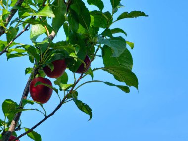 Ağaç dallarında olgun mor erikler. Organik gıda konsepti. Yakın plan. Gökyüzü arkaplanı.