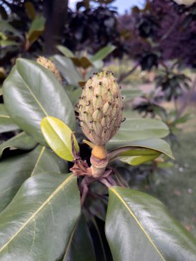 Yeşil yapraklı arka planda manolya grandiflora meyveleri.