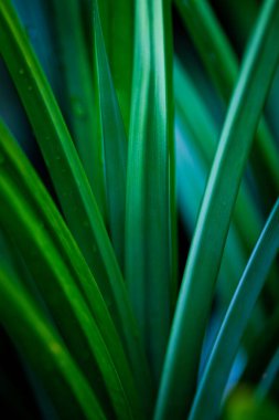 Doğal bahçedeki yaprakların yeşilliği.